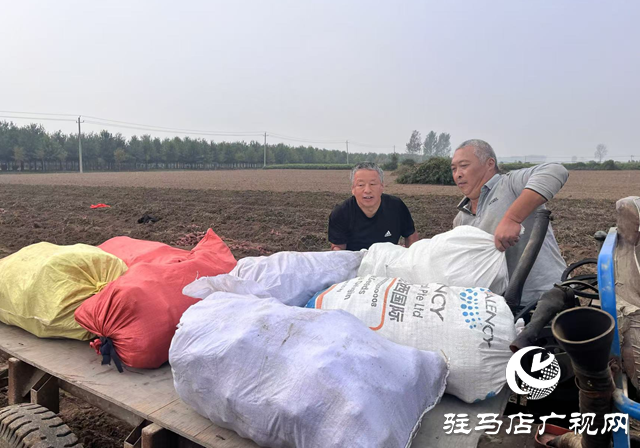 平輿縣廟灣鎮：蜜薯喜獲豐收 產業助力鄉村振興