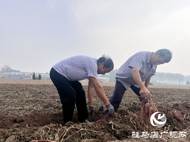 平輿縣廟灣鎮：蜜薯喜獲豐收 產業助力鄉村振興