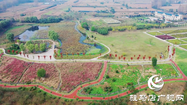 泌陽漢風公園，秋日里的粉色夢境