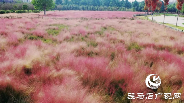 泌陽漢風公園，秋日里的粉色夢境