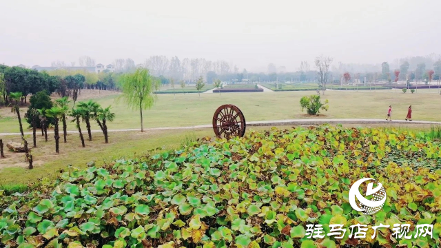 泌陽漢風公園，秋日里的粉色夢境