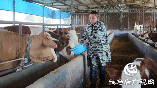 新蔡縣化莊鄉： 肉牛養殖產業助推鄉村振興