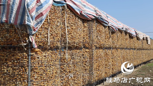 新蔡縣化莊鄉： 肉牛養殖產業助推鄉村振興