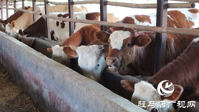 新蔡縣化莊鄉： 肉牛養殖產業助推鄉村振興
