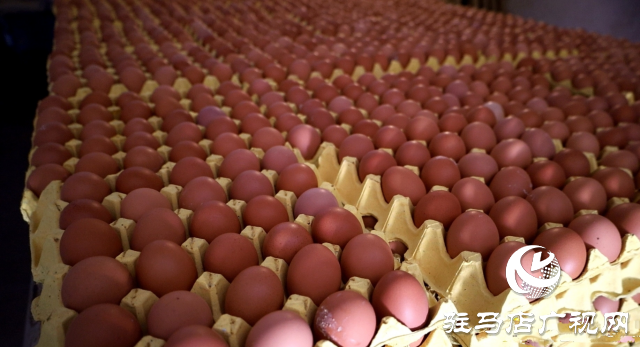 新蔡縣：智能化養雞 引領畜牧業新篇章