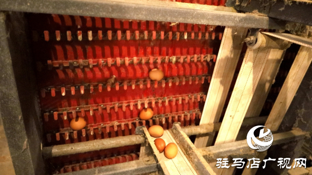 新蔡縣：智能化養雞 引領畜牧業新篇章