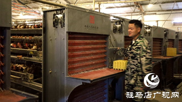 新蔡縣：智能化養雞 引領畜牧業新篇章