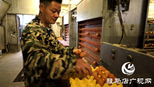 新蔡縣：智能化養雞 引領畜牧業新篇章