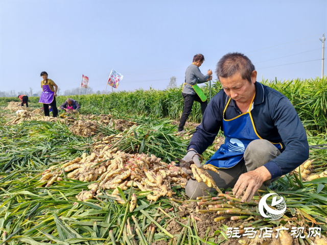 平輿縣高楊店鎮劉寨村委：特色生姜種植喜獲豐收 村民致富“姜”來可期