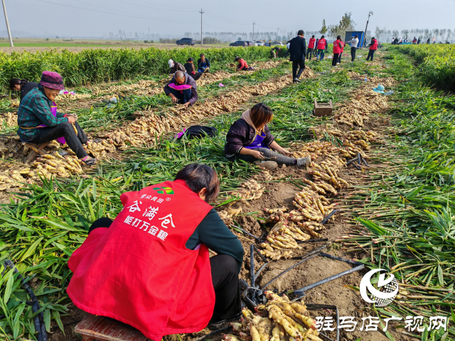平輿縣高楊店鎮劉寨村委：特色生姜種植喜獲豐收 村民致富“姜”來可期