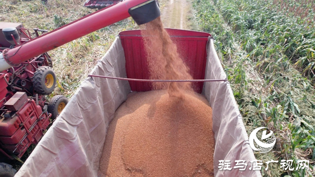 新蔡縣：高粱熟來紅滿天 農民豐收喜開顏