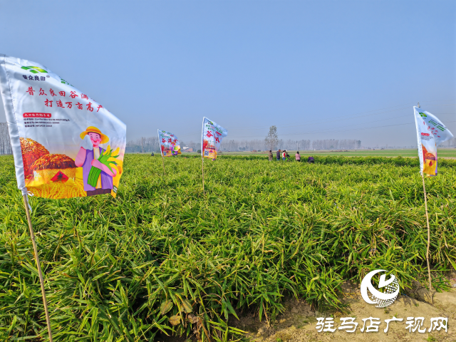 平輿縣高楊店鎮劉寨村委：特色生姜種植喜獲豐收 村民致富“姜”來可期
