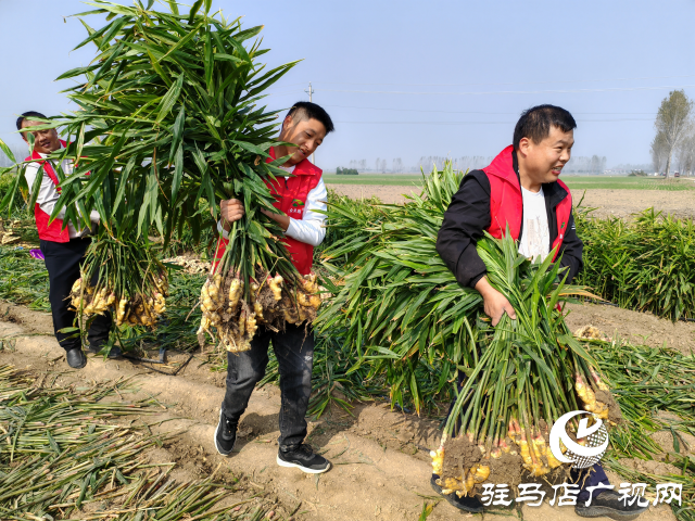 平輿縣高楊店鎮劉寨村委：特色生姜種植喜獲豐收 村民致富“姜”來可期
