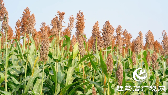新蔡縣：高粱熟來紅滿天 農民豐收喜開顏