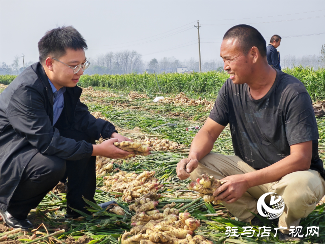 平輿縣高楊店鎮劉寨村委：特色生姜種植喜獲豐收 村民致富“姜”來可期