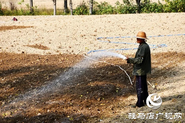 遂平縣：實施節水灌溉 全力補水保苗