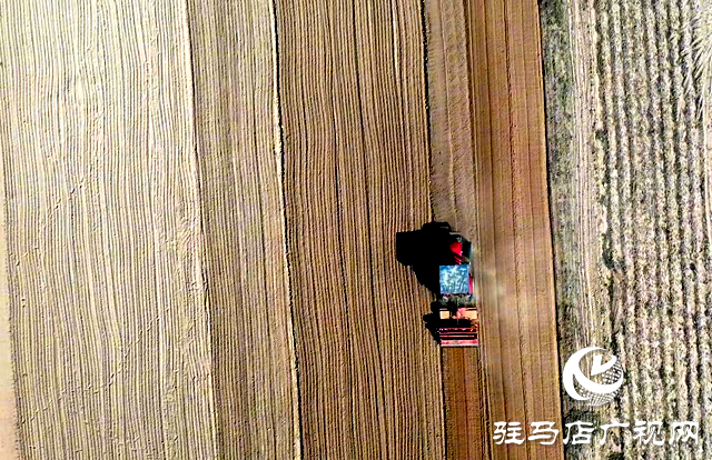 泌陽縣黃山口鄉：秋播忙 黨旗紅