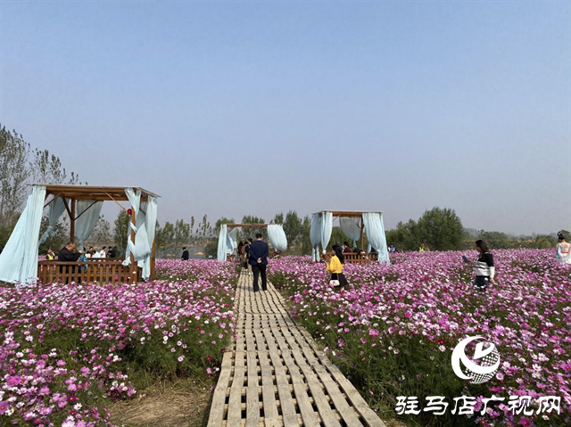 驛城區諸市鎮魏莊天邊花海盛大開園