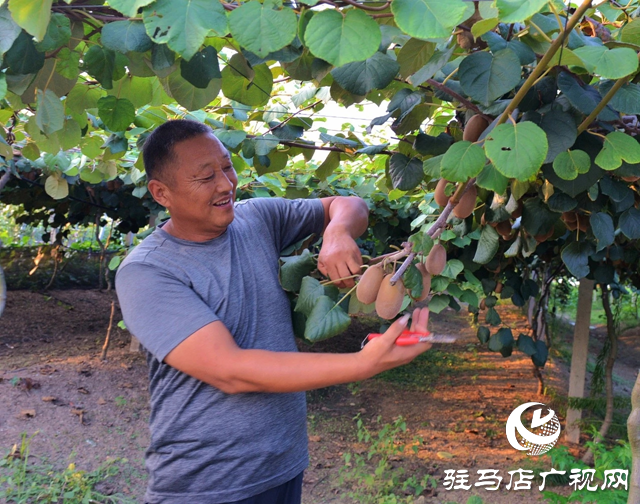 新蔡縣：“星光”閃耀照亮鄉村振興路