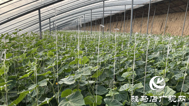上蔡縣黃埠鎮：蔬菜“種”出致富路