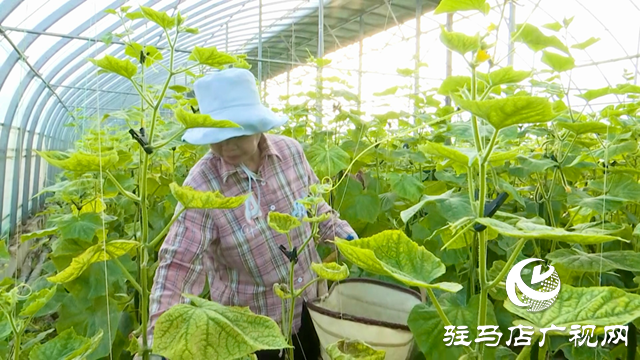 正陽縣：特色黃瓜種植  蹚出鄉村振興新路子