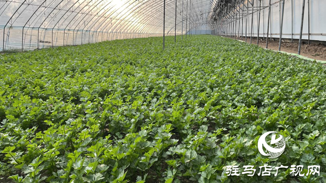 上蔡縣黃埠鎮：蔬菜“種”出致富路