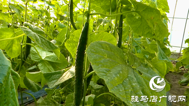 正陽縣：特色黃瓜種植  蹚出鄉村振興新路子