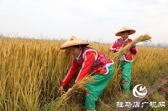 確山縣留莊鎮粳稻新品種種植示范基地揭牌