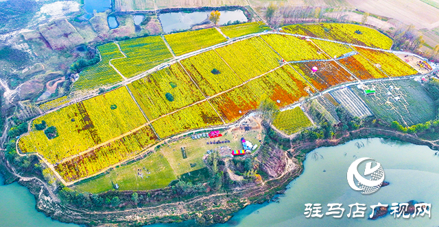 驛城區諸市鎮魏莊村：天邊花海醉游人