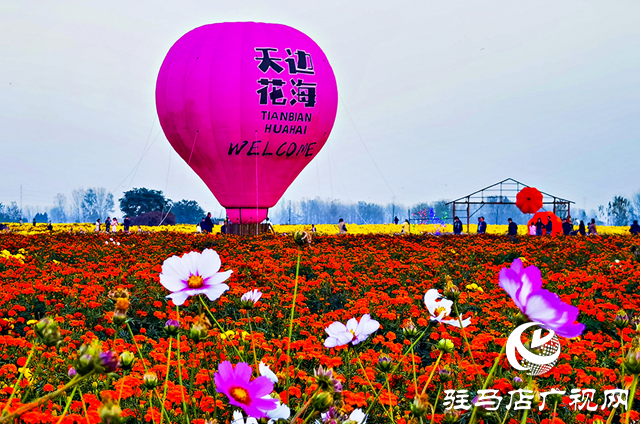 驛城區諸市鎮魏莊村：天邊花海醉游人