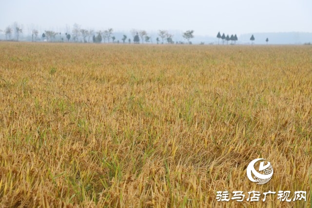 確山縣留莊鎮粳稻新品種種植示范基地揭牌