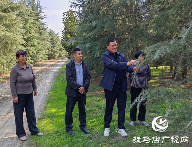 上蔡縣蔡溝鎮中陳村：發展苗木種植業 帶領群眾增收