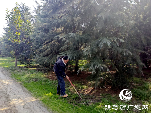 上蔡縣蔡溝鎮中陳村：發展苗木種植業 帶領群眾增收