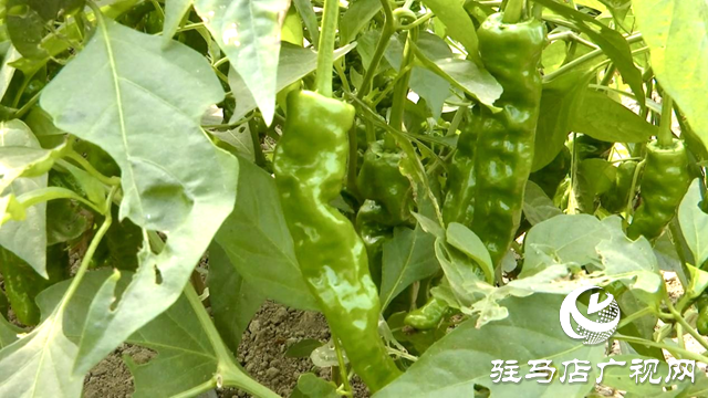 正陽縣王勿橋鄉新豐村：初冬辣椒“搶鮮”上市 菜農增收采摘忙