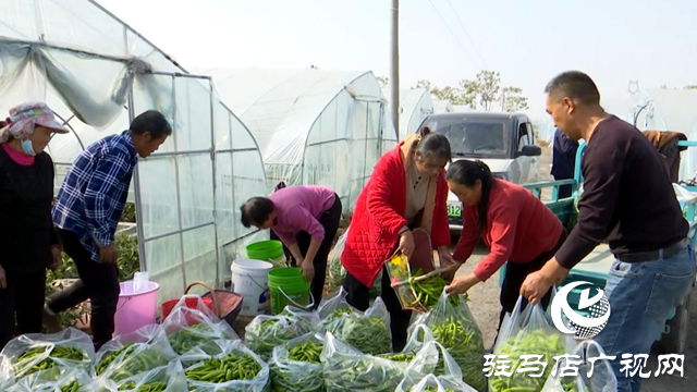 正陽縣王勿橋鄉新豐村：初冬辣椒“搶鮮”上市 菜農增收采摘忙