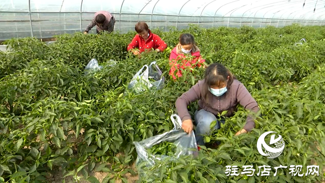 正陽縣王勿橋鄉新豐村：初冬辣椒“搶鮮”上市 菜農增收采摘忙