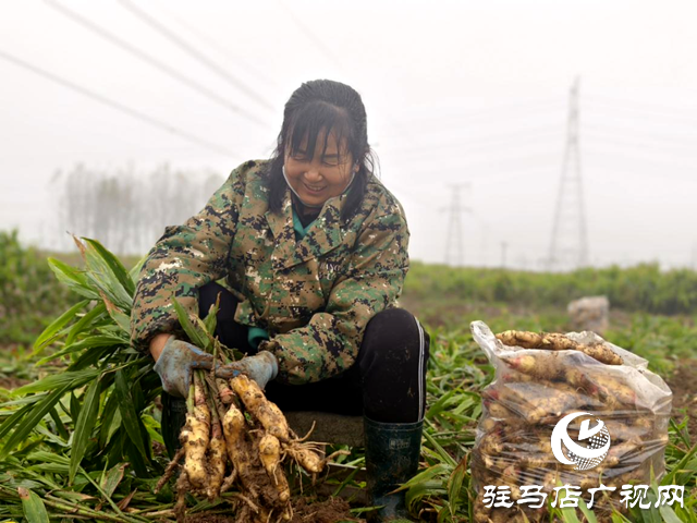 驛城區水屯鎮：生姜喜獲豐收