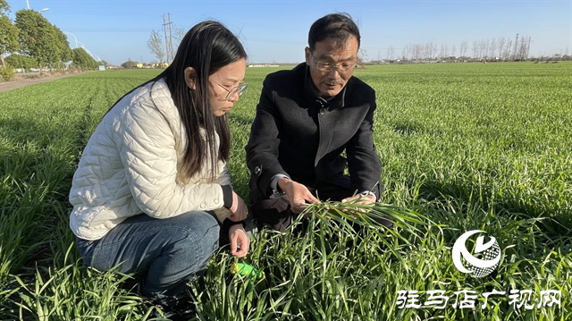 冬季麥苗旺長怎么辦？專家支招這樣干