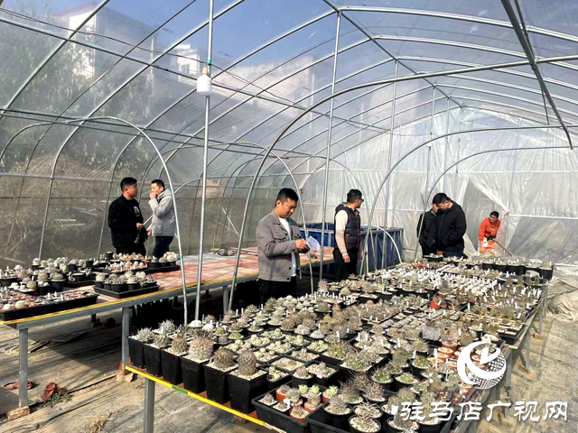 新蔡縣韓集鎮：多肉種植開出致富“金花”