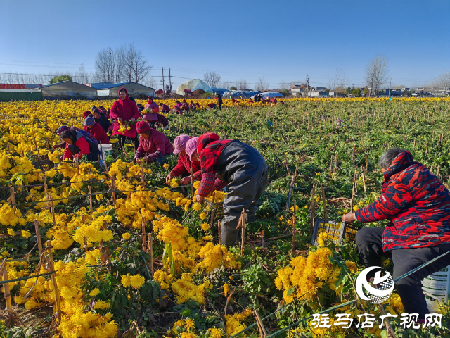 平輿縣廟灣鎮大楊村：金絲皇菊鋪就鄉村振興“致富路”