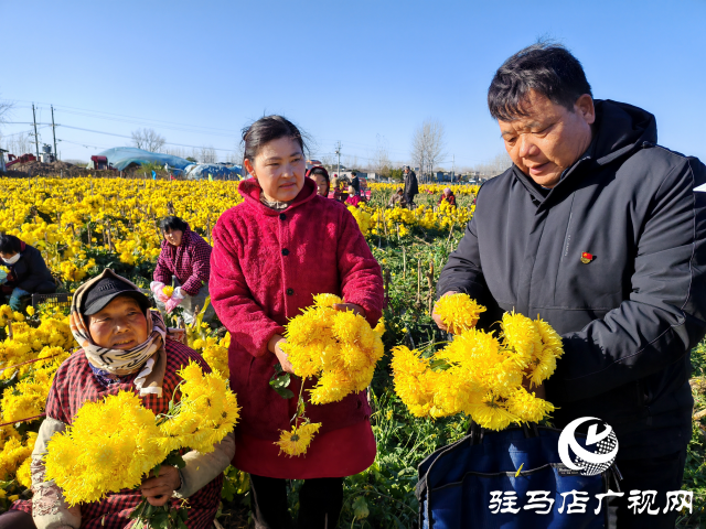 平輿縣廟灣鎮大楊村：金絲皇菊鋪就鄉村振興“致富路”