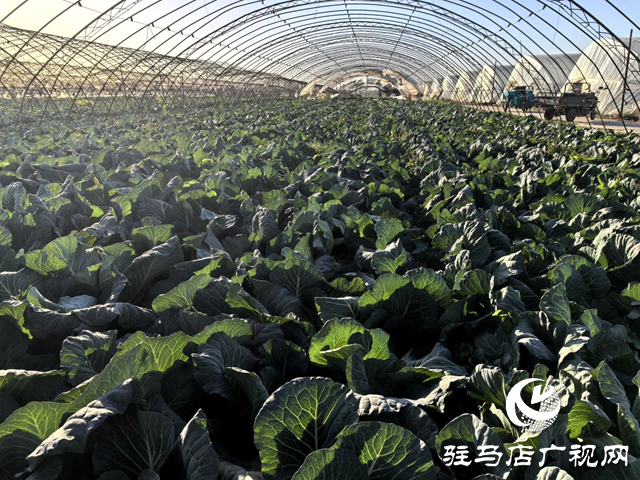 平輿縣射橋鎮西關居委：“小小”包菜種出“大大”產業