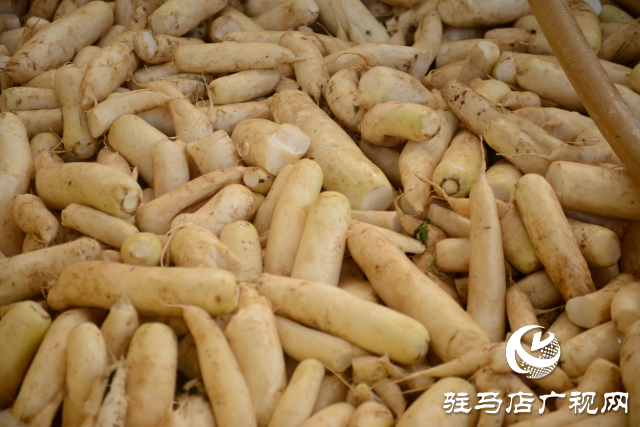 正陽縣中坤農業：脆嫩蘿卜迎豐收 醬菜產業助發展