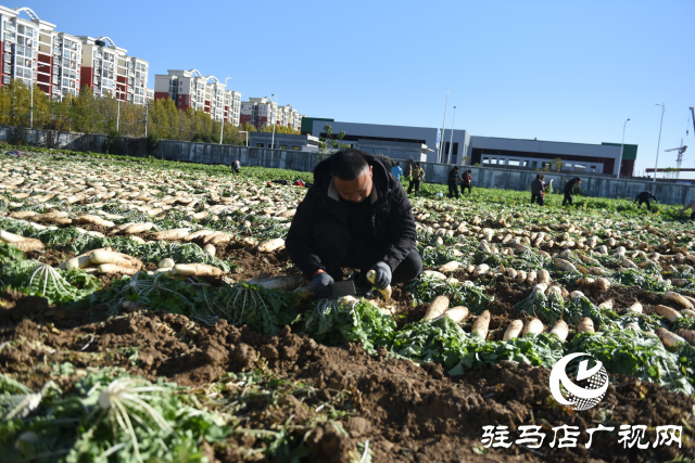 正陽縣中坤農業：脆嫩蘿卜迎豐收 醬菜產業助發展