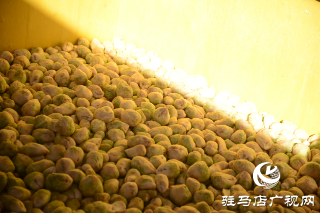 正陽縣中坤農業：脆嫩蘿卜迎豐收 醬菜產業助發展