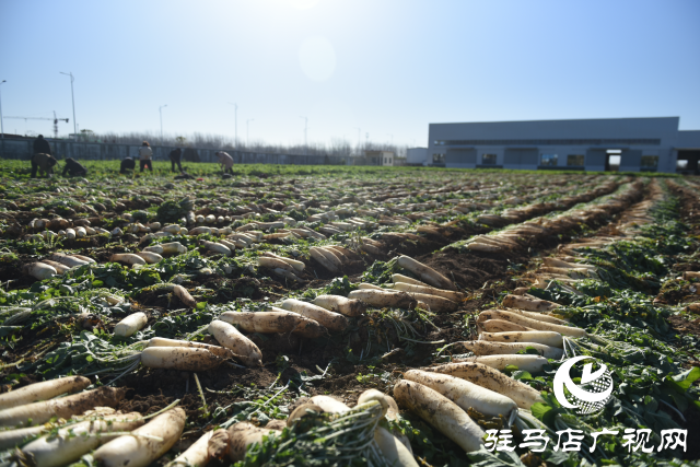 正陽縣中坤農業：脆嫩蘿卜迎豐收 醬菜產業助發展