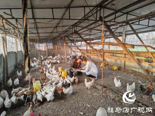 “育”見未來•名師風采|鄒安民：獸醫先鋒 抗疫脫貧的堅守者