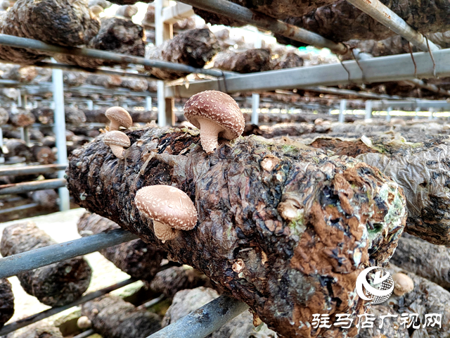 西平縣宋集鎮崔莊村：培育特色優勢產業打造“產業興旺星”