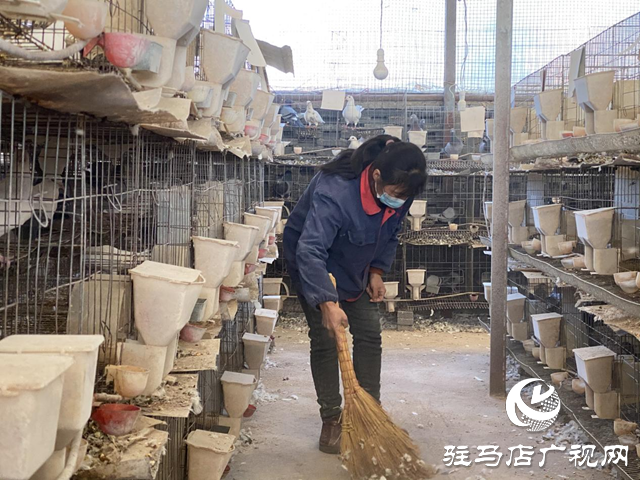 駐馬店市驛城區：致富路上“鴿”聲嘹亮