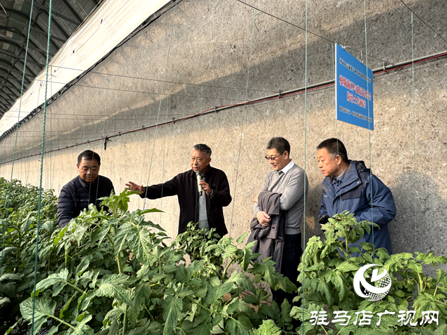 國家大宗蔬菜產業技術體系駐馬店試驗站2024年蔬菜優質安全高效標準化生產技術培訓觀摩會召開